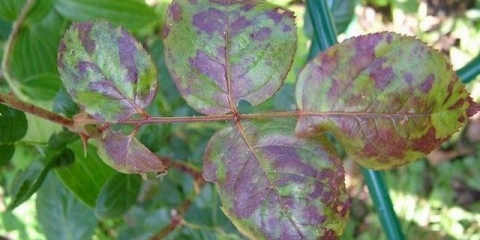 Zašto listovi ruže pocrne i šta učiniti